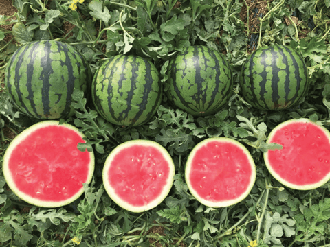 NOVA 917 (Tiger Striped Watermelon)