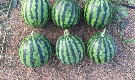NOVA 918 (Tiger Striped Watermelon)