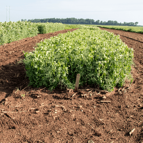 PEAS 'N' PODS BERNARD – Compact Shelling Pea for Pots & Small Gardens