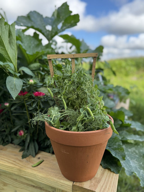 PEAS 'N' PODS BERNARD – Compact Shelling Pea for Pots & Small Gardens