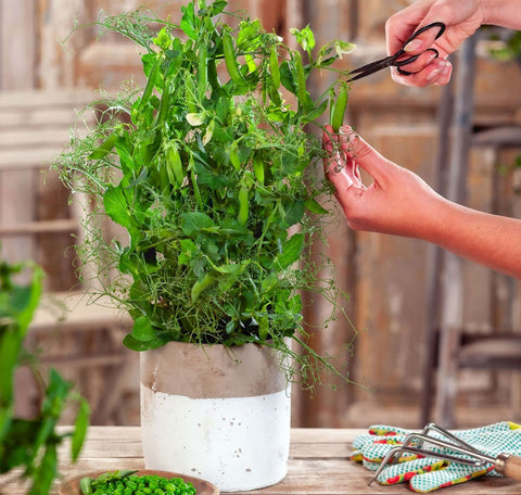 PEAS 'N' PODS BERNARD – Compact Shelling Pea for Pots & Small Gardens