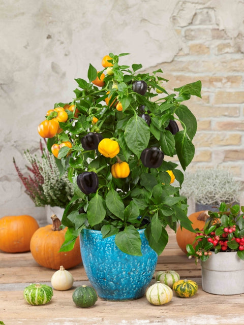 HALLOWEEN GOLD F1 - Semences de Poivron Compact pour Balcon, Terrasse et Pots