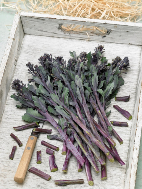 PURPLELICIOUS F1 - Compact Broccoli Hybrid with Colorful Purple Stems