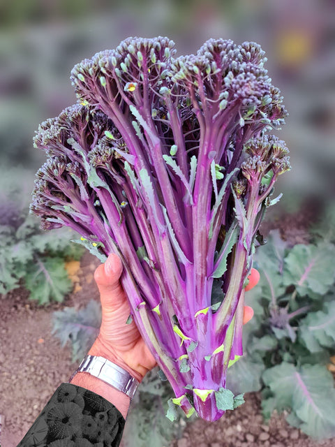 PURPLELICIOUS F1 - Compact Broccoli Hybrid with Colorful Purple Stems