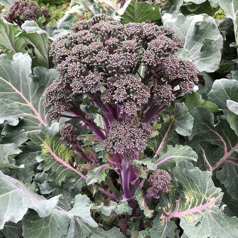 PURPLELICIOUS F1 - Compact Broccoli Hybrid with Colorful Purple Stems