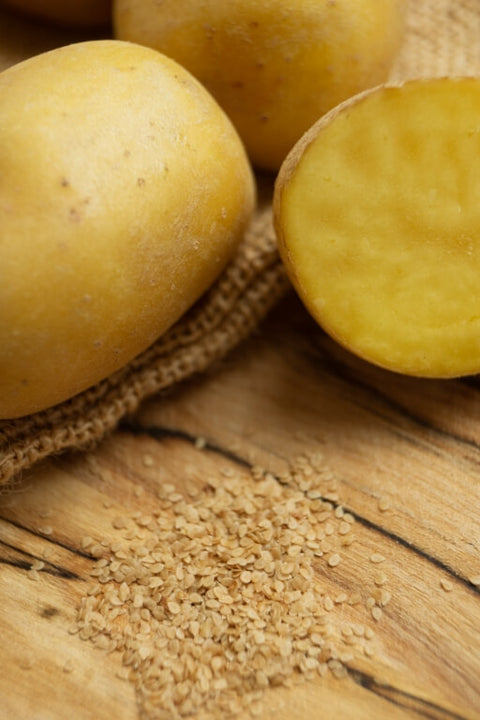 SUNBITE F1 - Baby Potato (True Seed)