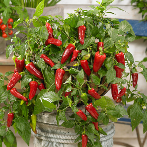SPICY JANE F1 Hot Pepper Seeds – Edible Patio Plant for Pots & Small Spaces