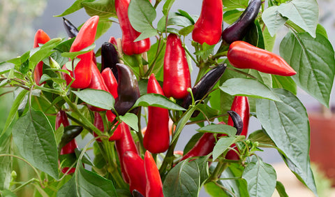 Spicy Mamba F1 Hot Pepper Seeds – Edible Patio Plant for Pots & Small Spaces