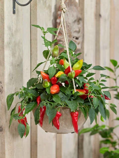 SPICY JANE F1 Hot Pepper Seeds – Edible Patio Plant for Pots & Small Spaces