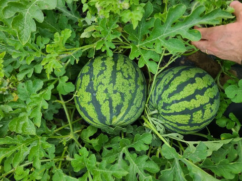 TWILIGHT F1 - Hybrid Watermelon Seeds