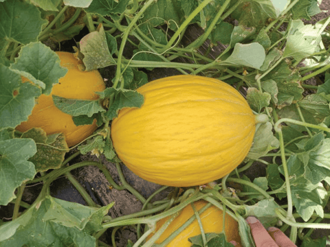 NOVA 1024 (Yellow Canary Melon)