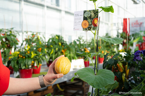 HONEY DROPS F1 - Mini Melon Hybrid Seeds for Patio and Small Gardens