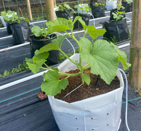 HONEY DROPS F1 - Mini Melon Hybrid Seeds for Patio and Small Gardens