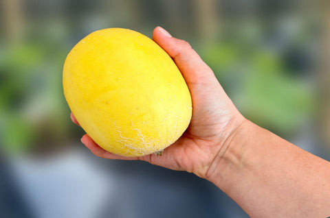 HONEY DROPS F1 - Mini Melon Hybrid Seeds for Patio and Small Gardens