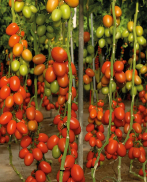 BATALLA (Plum Tomato)