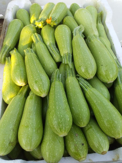 NOVA 715 (Lebanese Zucchini)