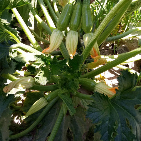 NOVA 715 (Lebanese Zucchini)