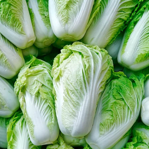 Chinese Cabbage - AKENO F1 - Hortinova Seeds
