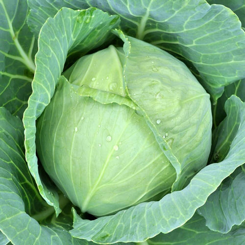 DIRANI Open Pollinated Heirloom Gardening White Cabbage Seeds
