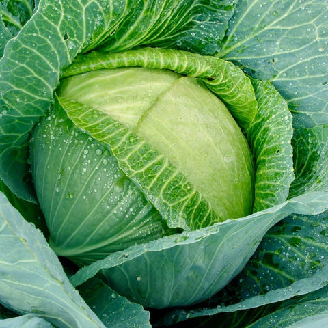 GLORY OF ENKHUIZEN Open Pollinated Heirloom Gardening White Cabbage Seeds