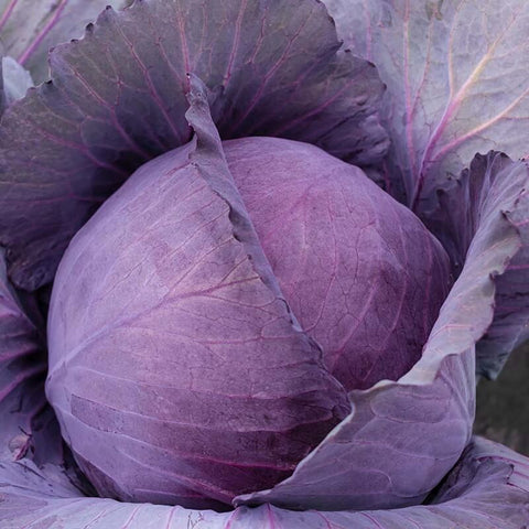 ANTHRAZIT Open Pollinated Gardening Red Cabbage Seeds