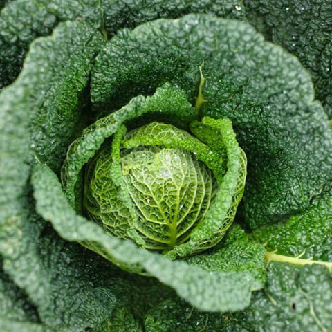 VERTUS Open Pollinated Heirloom Gardening Savoy Cabbage Seeds