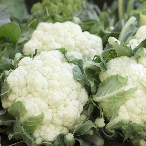 UNIBOTRA Open Pollinated Gardening Cauliflower Seeds