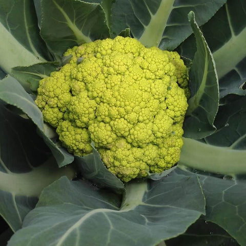 Cauliflower - ZELENO - Hortinova Seeds
