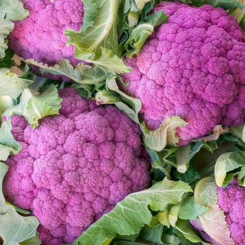 Cauliflower - LILA - Hortinova Seeds