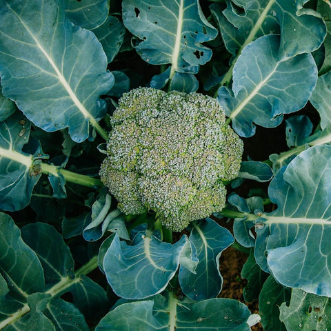 Open Pollinated Gardening Heirloom Broccoli Seeds