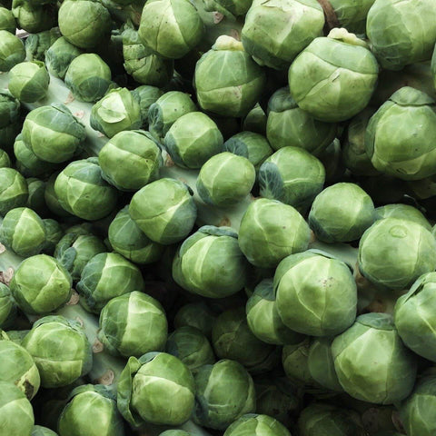 Open Pollinated Heirloom Gardening Brussels Sprouts Seeds
