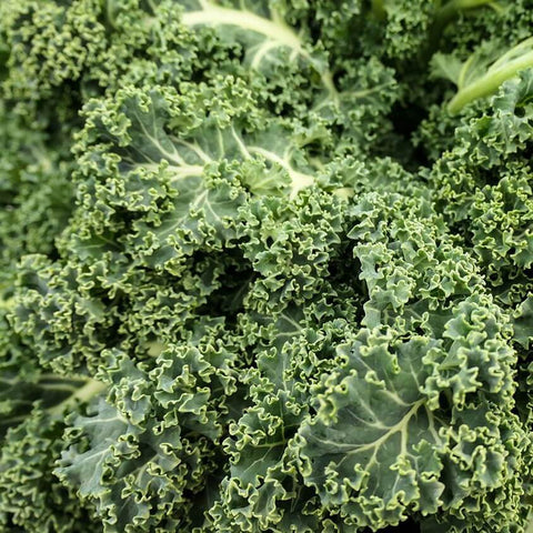 VITESSA Open Pollinated Kale Seeds for Gardening and Farming