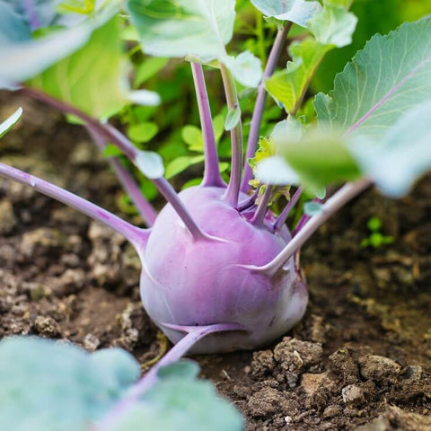 PURPLE DELICACY Open Pollinated Kohlrabi Seeds for Gardening and Farming
