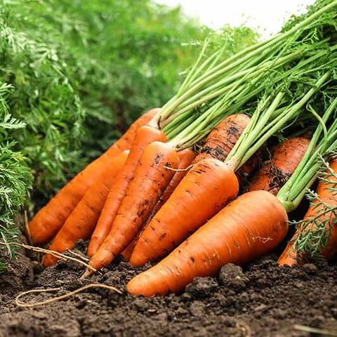 CHANTINO Open Pollinated Gardening Chantenay Carrot Seeds