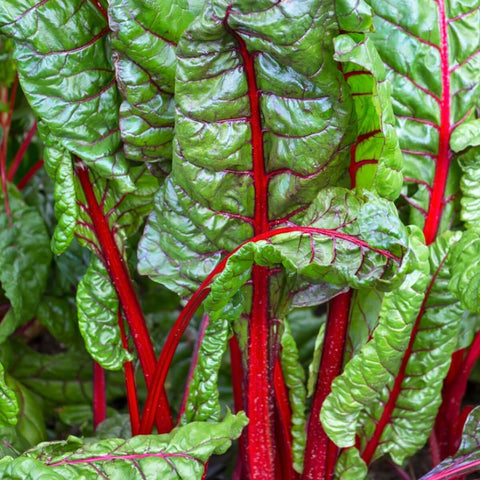 VULKAN Open Pollinated Gardening Swiss Chard Seeds