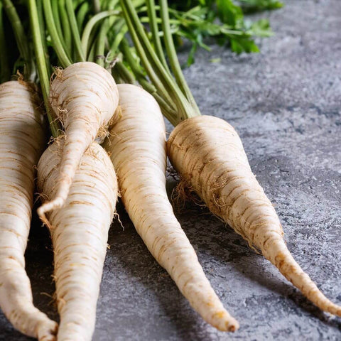 BORIS Open Pollinated Parsnip Seeds for Gardening and Farming