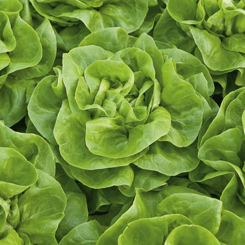 POMELY Open Pollinated Butterhead Leaf Lettuce Seeds for Gardening and Farming