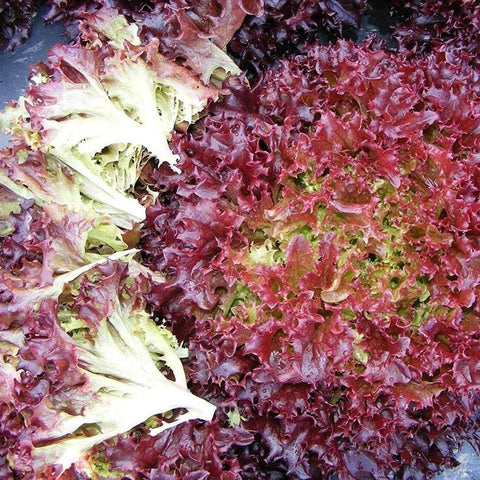 RED CURL Open Pollinated Curled Leaf Lettuce Seeds for Gardening and Farming