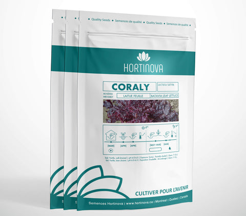 CORALY High Quality Lettuce Seed Package for Gardening and Farming
