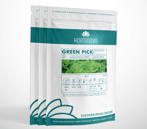 GREEN PICK High Quality Lettuce Seed Package for Gardening and Farming