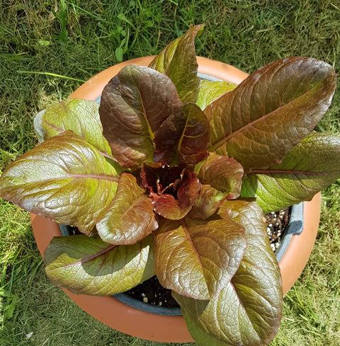 Lettuce - ROMANA - Hortinova Seeds