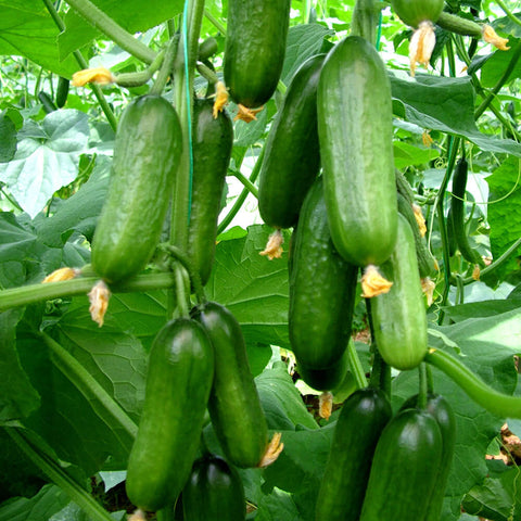 SALAMANDA F1 Hybrid Gardening Cucumber Seeds 