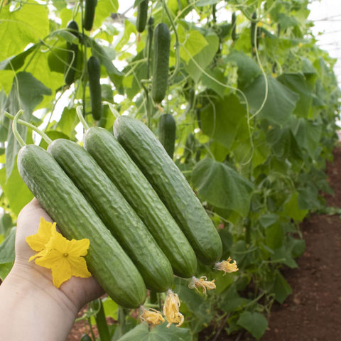EFENDI F1 Hybrid Cucumber Seeds for Gardening and Farming