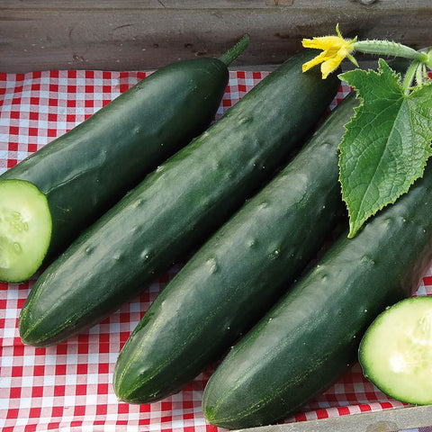 MURZA F1 Hybrid Gardening Cucumber Seeds 