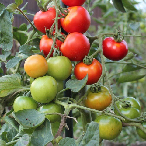HARZFEUER F1 Hybrid Round Tomato Seeds for Gardening and Farming