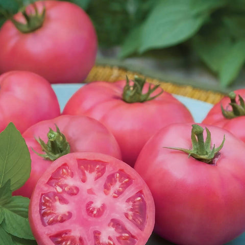 ROSAMUNDE F1 Hybrid Pink Tomato Seeds for Gardening and Farming