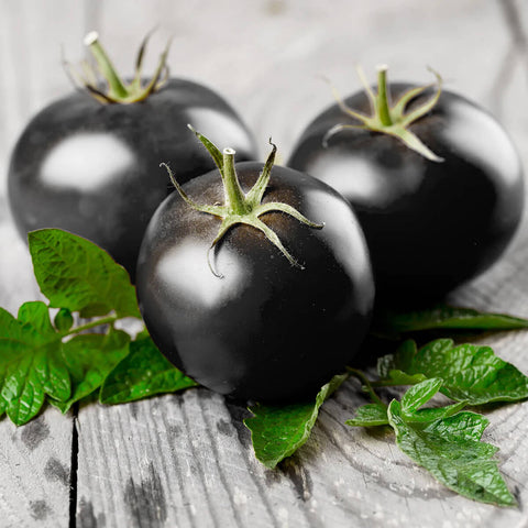 BLACK BAMBY F1 Hybrid Cherry Tomato Seeds for Gardening and Farming