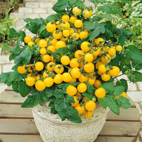 BALCONY YELLOW F1 Hybrid Cherry Tomato Seeds for Gardening