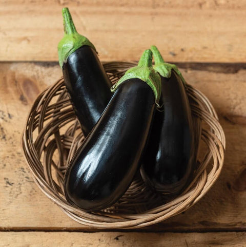 ALONZO F1 Hybrid Eggplant Seeds for Gardening and Farming
