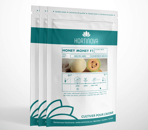 HONEY MONEY F1 High Quality Honeydew Melon Seed Package for Gardening and Farming
